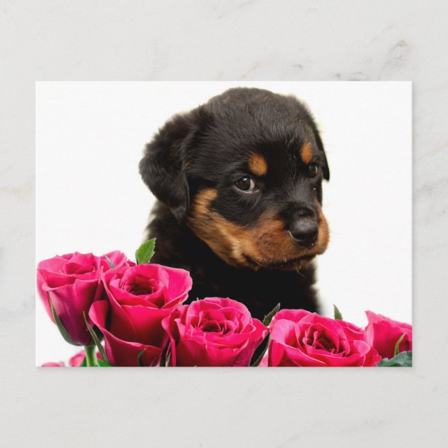 Rosa Rottweiler för valentin valp Helg Vykort (Framsida)