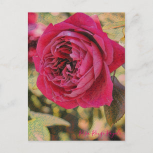 Rosa Rouge Royale [vykort] Vykort