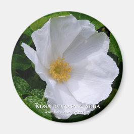 Rosa rugosa マ グ ネ ッ ト magnet
