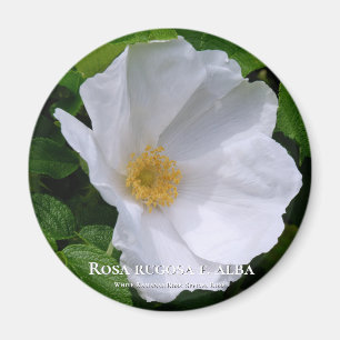 Rosa rugosa マ グ ネ ッ ト magnet