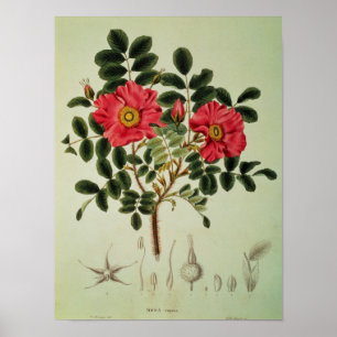 Rosa rugosa från "Flora Japonica" Poster