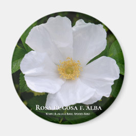 Rosa rugosa magnet