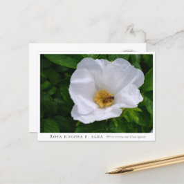 Rosa rugosa vykort