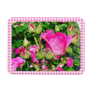 Rosa rutiga rutor rosenträdgård foto magnet