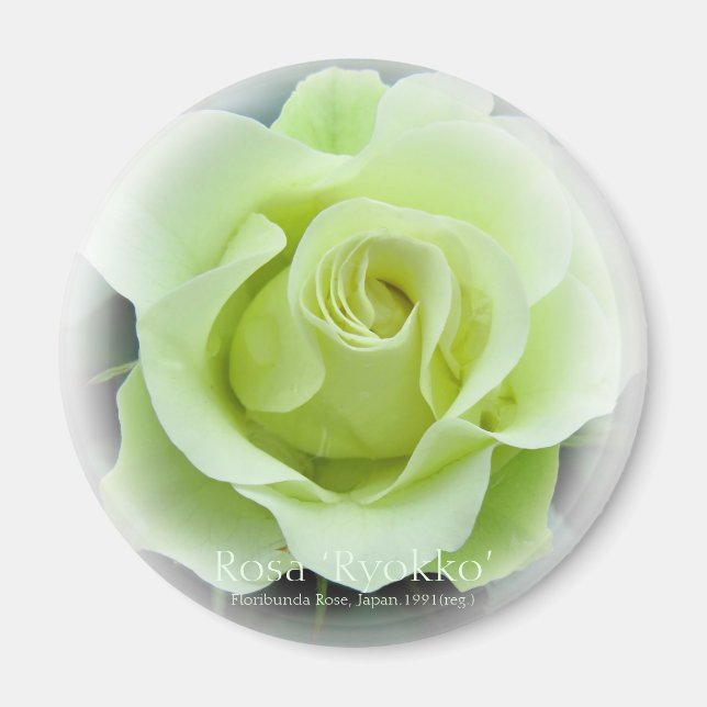 Rosa Ryokko Magnet (Framsidan)