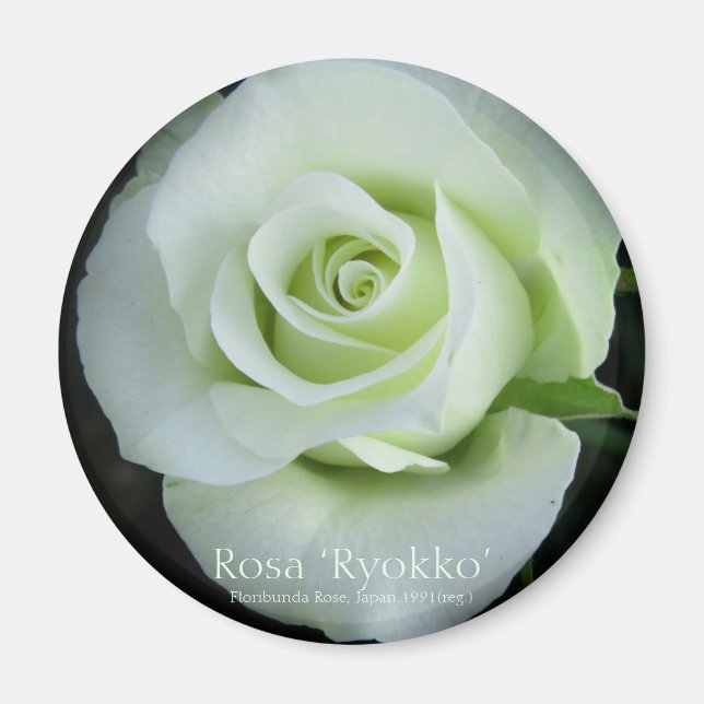 Rosa‘Ryokko’：Round Magnet (Framsidan)
