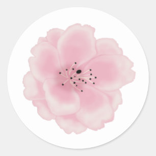 Rosa sakura-blomman. runt klistermärke