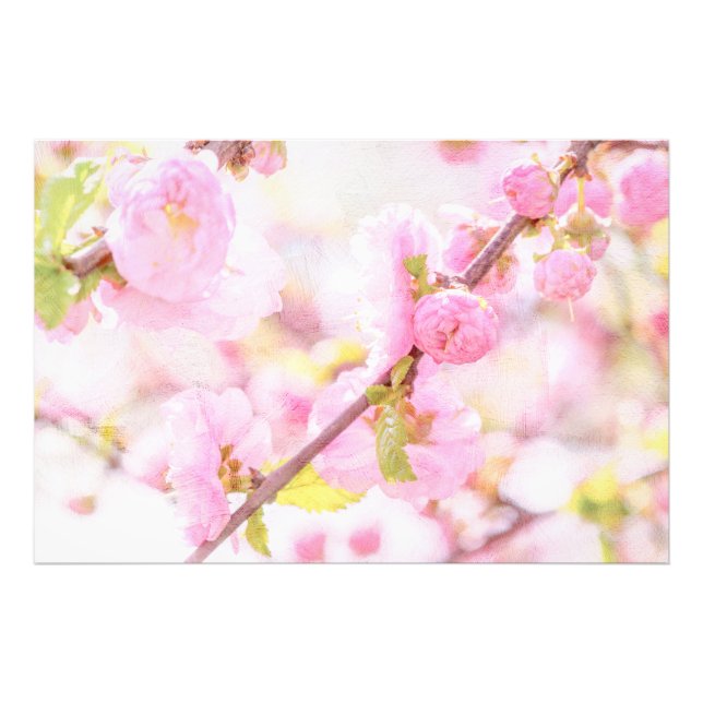 Rosa sakura-blommor - Japansk körsbärsblommar Fototryck (Framsidan)