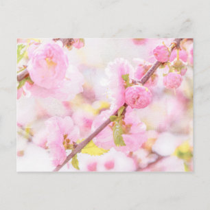 Rosa sakura-blommor - Japansk körsbärsblommar Vykort