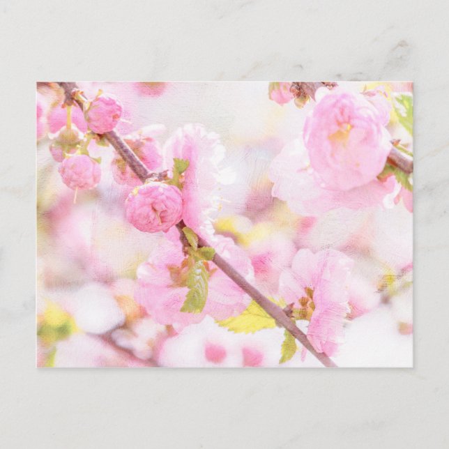 Rosa sakura-blommor - Japansk körsbärsblommar Vykort (Framsida)