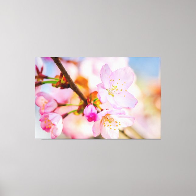 Rosa Sakura Blommor. Livets Triumf På Våren Canvastryck (Framsida)
