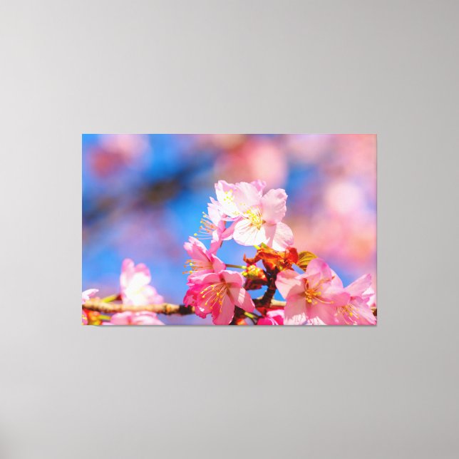 Rosa Sakura Blommor På En Solig Vårdag Canvastryck (Framsida)