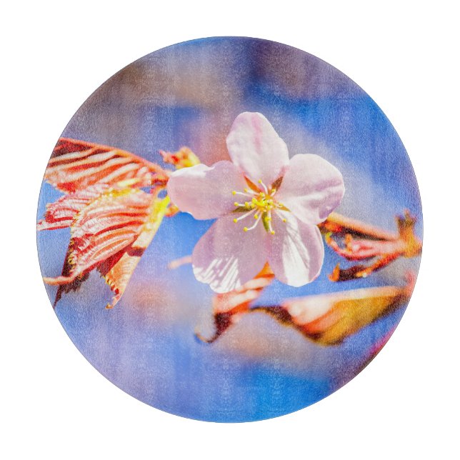 Rosa Sakura Flower Blå himmel (Framsidan)