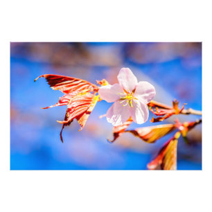 Rosa Sakura Flower Blå himmel Fototryck