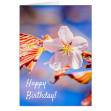 Rosa Sakura Flower Blå himmel