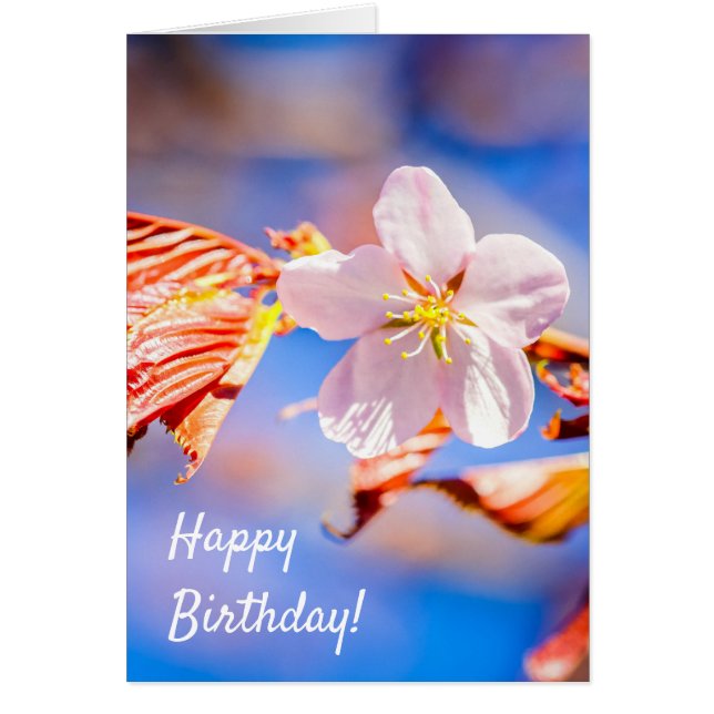 Rosa Sakura Flower Blå himmel Hälsningskort (Framsidan)