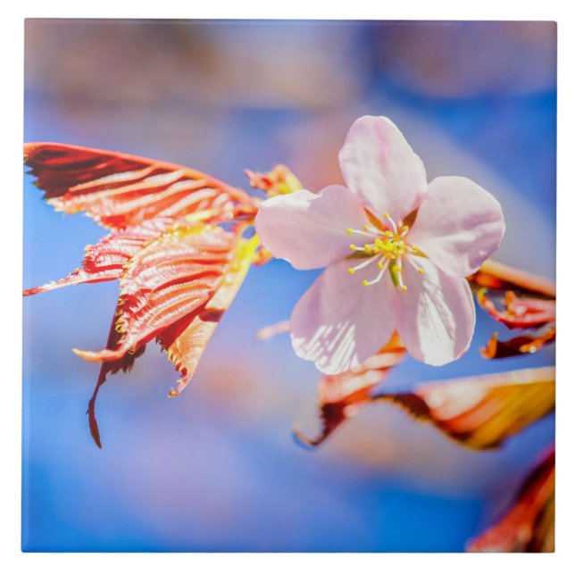 Rosa Sakura Flower Blå himmel Kakelplatta (Framsidan)