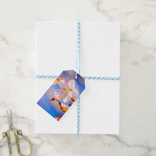 Rosa Sakura Flower Blå himmel Presentetikett (Med Snöre)