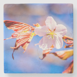 Rosa Sakura Flower Blå himmel Stenunderlägg