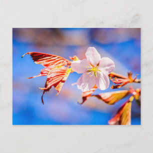 Rosa Sakura Flower Blå himmel Vykort
