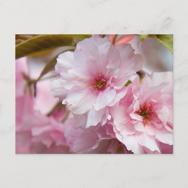 Rosa Sakura Flower Vykort (Framsida)