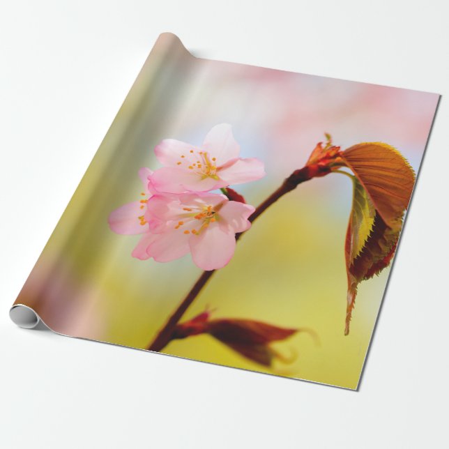 Rosa Sakura Flowers and Red Löv Presentpapper (Utrullad)