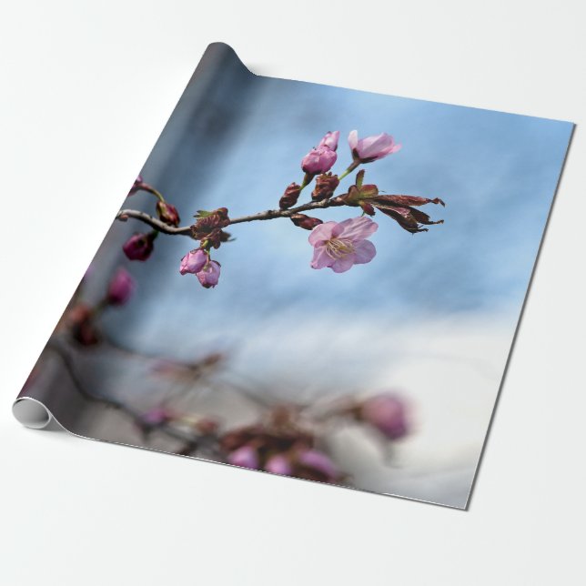 Rosa Sakura Flowers, Blå himmel, White Cloud Presentpapper (Utrullad)