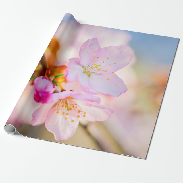 Rosa Sakura Flowers. Livets triumf Presentpapper (Utrullad)