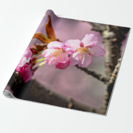 Rosa Sakura Flowers på A Träd Presentpapper