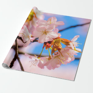 Rosa Sakura Flowers på en vardag i Vår Presentpapper