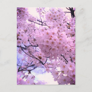 Rosa Sakura Körsbärsblommande Mobilskal Vykort