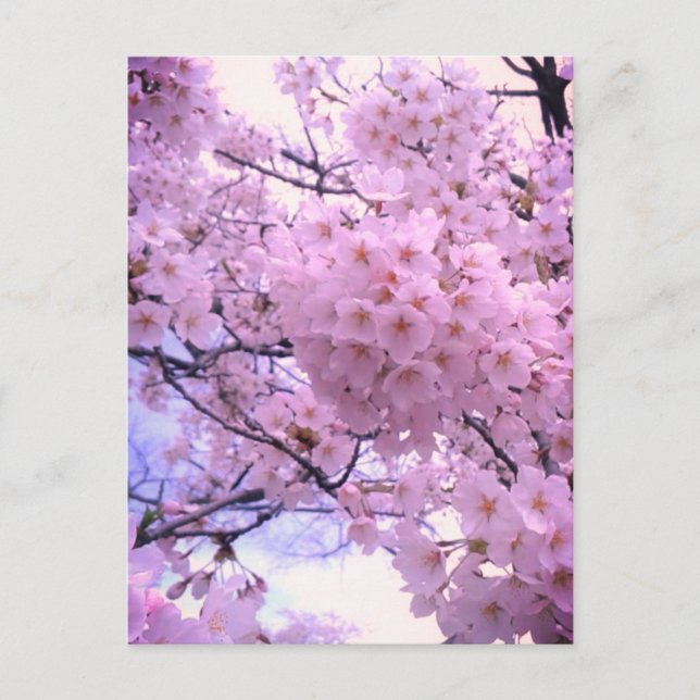 Rosa Sakura Körsbärsblommande Mobilskal Vykort (Framsida)