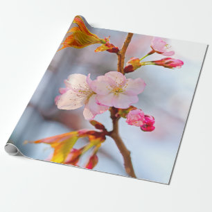 Rosa Sakura mot den grå bakgrunden Presentpapper