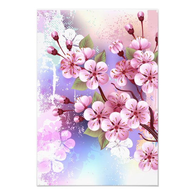 Rosa Sakura på målningsbakgrund Fototryck (Framsidan)