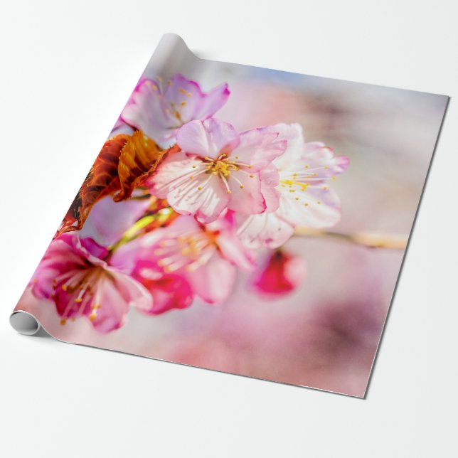 Rosa Sakurablommor i rärkande bunch Presentpapper (Utrullad)