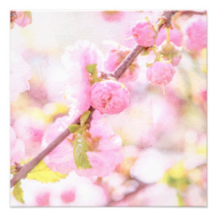 Rosa sakurablommor - Japansk körsbärsblomning Fototryck