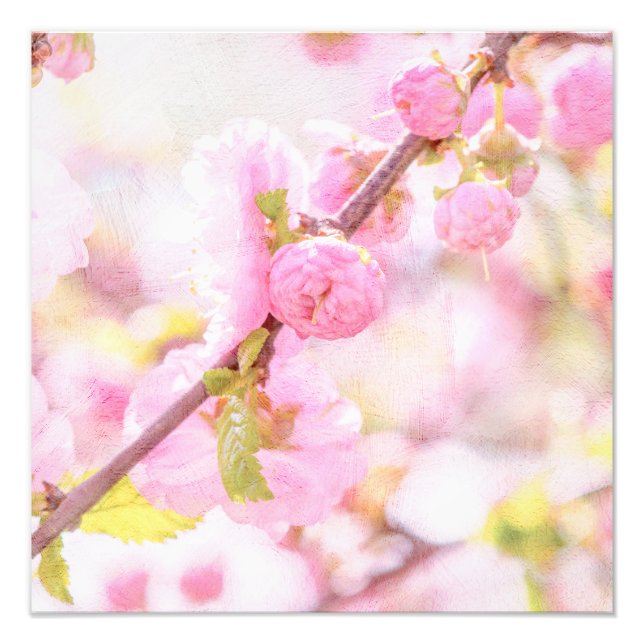 Rosa sakurablommor - Japansk körsbärsblomning Fototryck (Framsidan)