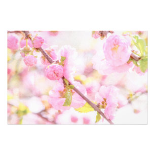 Rosa sakurablommor - Japanska körsbärsblommor Fototryck