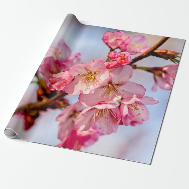 Rosa Sakurablommors storartade skönhet Presentpapper (Utrullad)