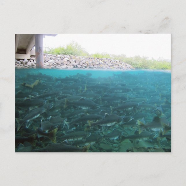 Rosa Salmon Migration in Kodiak, Alaska Vykort (Framsida)