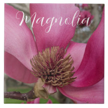 Rosa Saucer Magnolia Blommar Blommigt