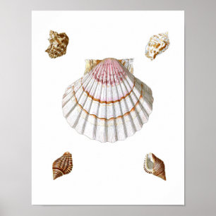 Rosa Scallop Sea Snäcka Skriv ut nr 19 - Beach Dec Poster