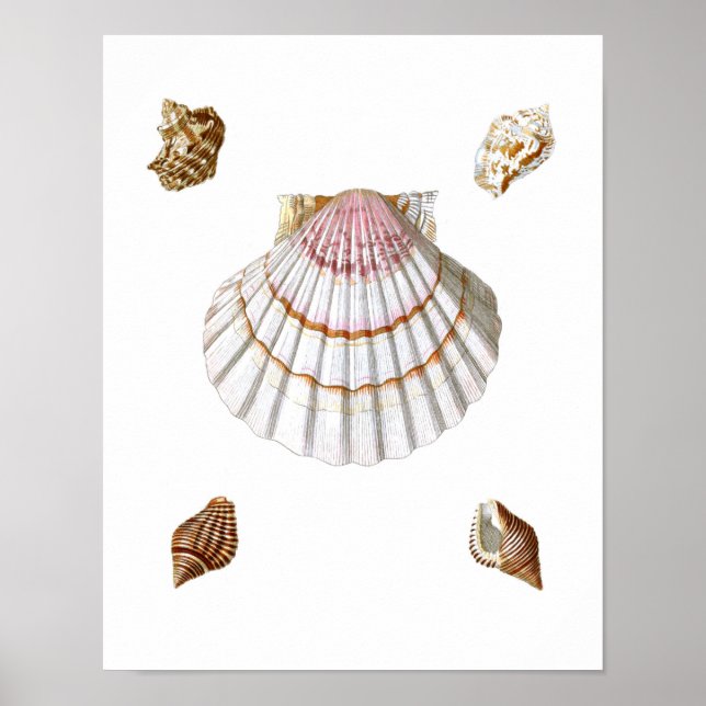 Rosa Scallop Sea Snäcka Skriv ut nr 19 - Beach Dec Poster (Framsidan)