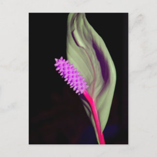 Rosa Schönheit Vykort