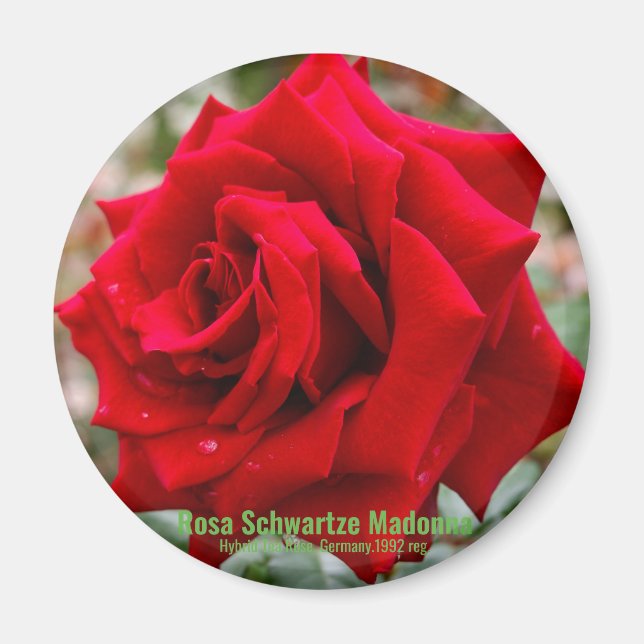 Rosa Schwartze Madonna [Round Magnet] Magnet (Framsidan)