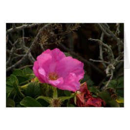 Rosa Seaside Beach Ro Blommar Rosa Rugosa Hälsningskort