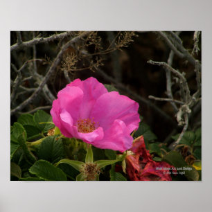 Rosa Seaside Beach Ro Blommar Rosa Rugosa Poster