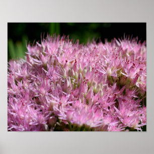 Rosa Sedum Autumn Flowers Close Up Up Poster