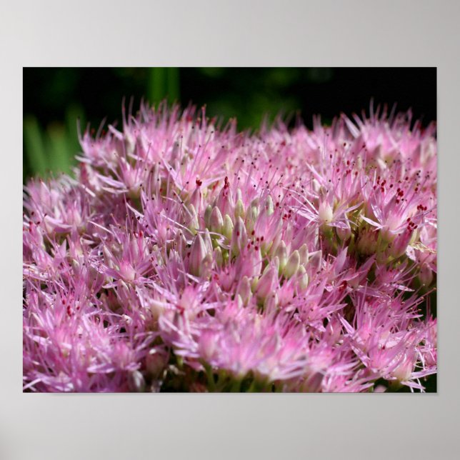 Rosa Sedum Autumn Flowers Close Up Up Poster (Framsidan)
