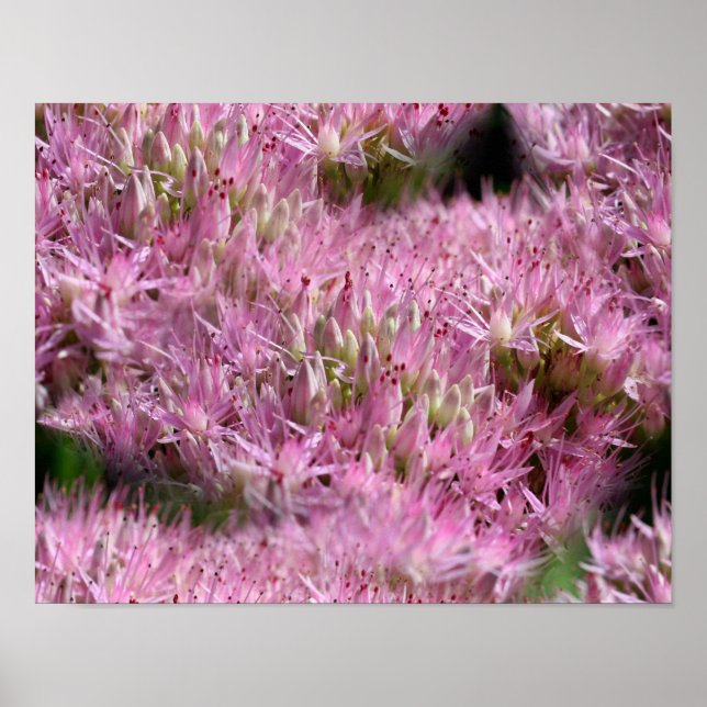 Rosa Sedum Autumn Flowers Multiplied Poster (Framsidan)